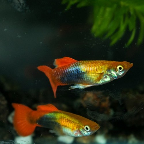 Poecilia reticulatus, Lebistes reticulatus - Guppy golden red tuxedo