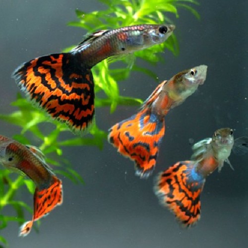 Poecilia reticulatus, Lebistes reticulatus - Guppy blue/red variegated male