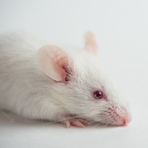 mouse adult 18-22 gram