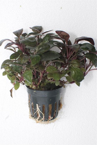 Lobelia cardinalis mini