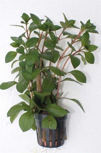 Ludwigia palustris red in pot