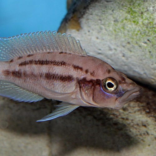Neolamprologus prochilus 3-4 cm