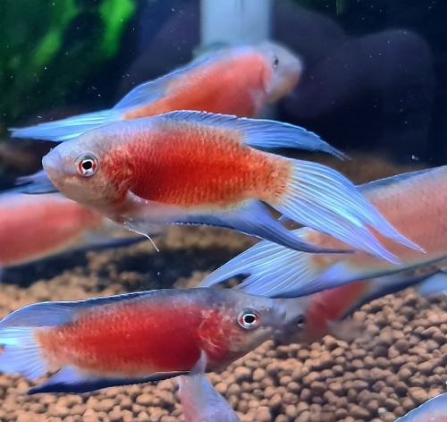 Macropodus opercularis - Paradise fish red velvet