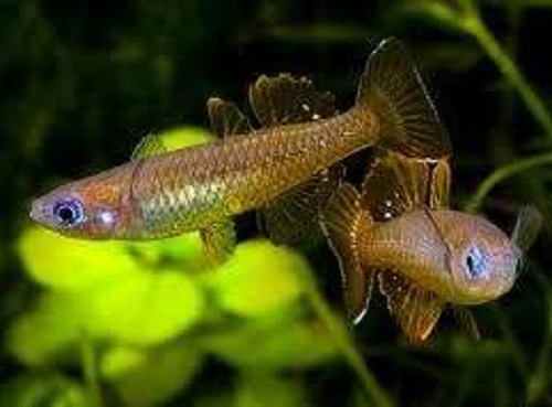 Pseudomugil tenellus - Delicate blue eye M