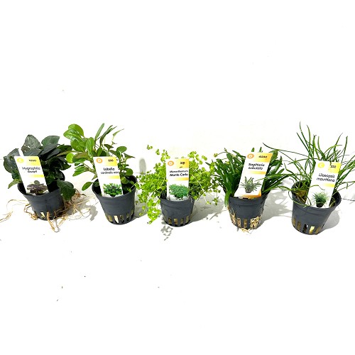 Plant package A 4x6 pc. Low species