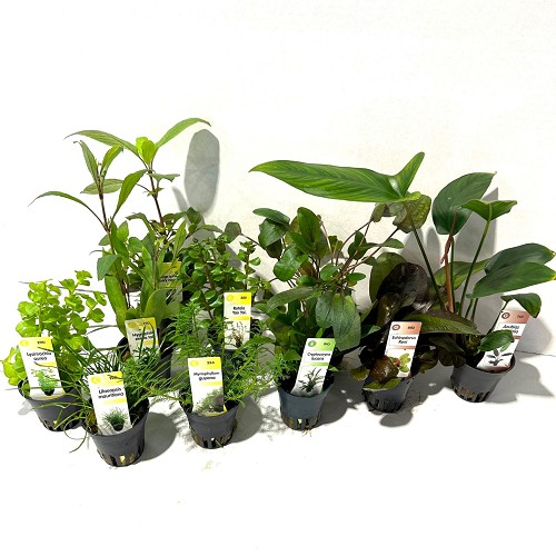 Plant package assortment 60 pc.

6x Anubias
6x Echinodorus
12x Cryptocoryne 
36x Diverse planten