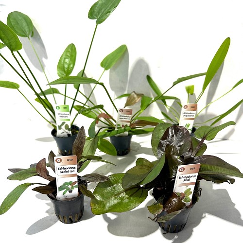 Plant package Echinodorus 5x6 pc.