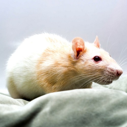 Living rat average 110-150 gr.