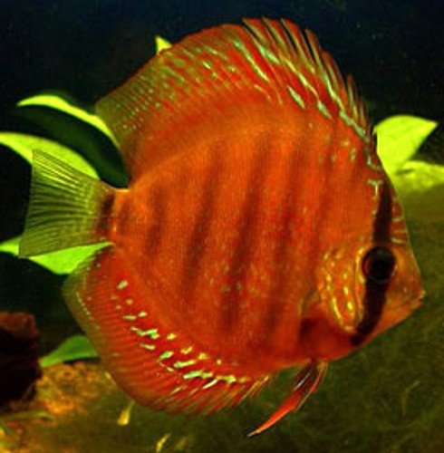 Symphysodon aequifasciatus - Discus blue diamond 6-7 cm