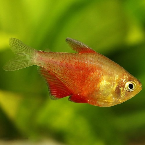 Hyphessobrycon flammeus orange M