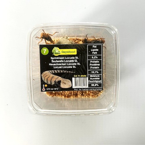 Sprinkhaan Locusta maat 7  in doosje