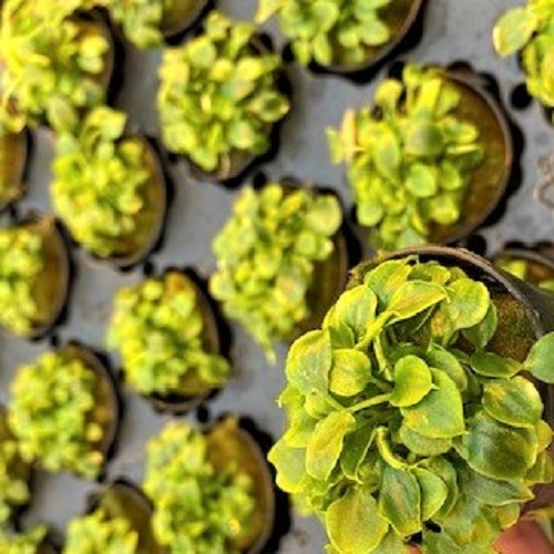 Schismatoglottis in pot