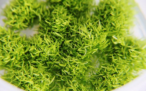 Utricularia graminifolia