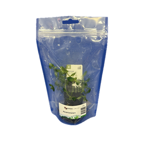 Bacopa caroliniana - Water Bacopa in bag