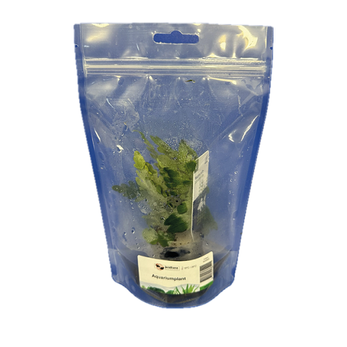 Hygrophila pinnatifida in bag