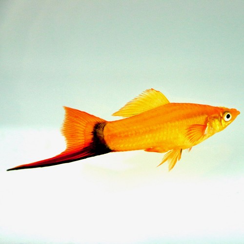 Xiphophorus helleri - Swordtail pink comet ML