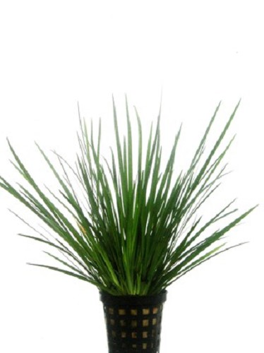 Acorus gramineus pussilus - Japanese Rush in pot