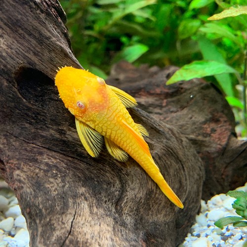 Ancistrus temminckii gold 3 cm.