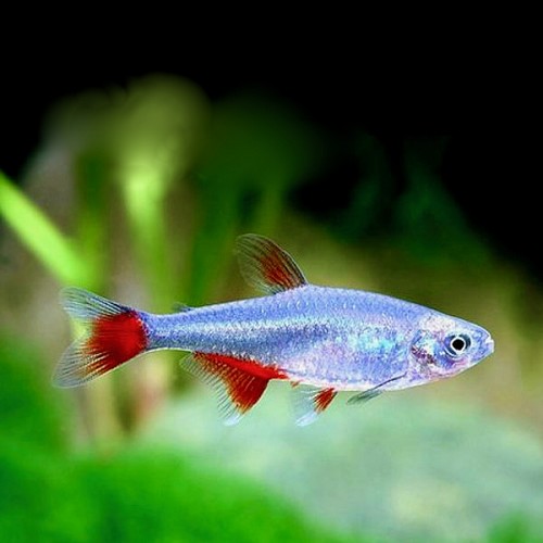 Aphyocharax anisitsi   Roodvinzalm M