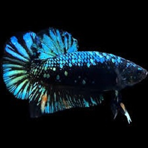 Betta splendens - Siamese fighting fish halfmoon avatar