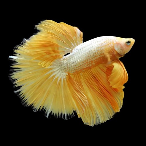 Betta splendens - Siamese fighting fish halfmoon yellow dragon