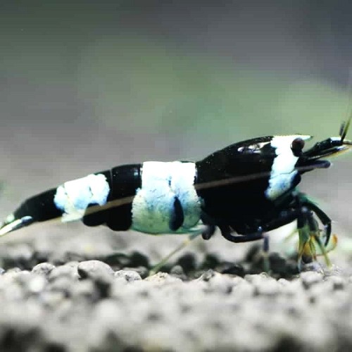 Caridina cf. black bee - Black bee shrimp (1.5-2 cm)