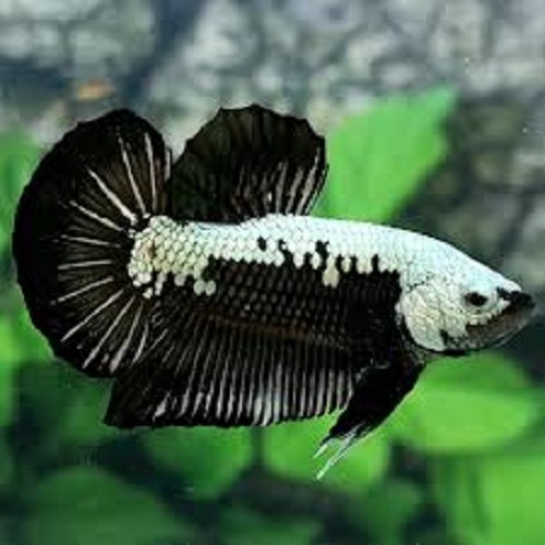 Betta splendens - Siamese fighting fish black mamba