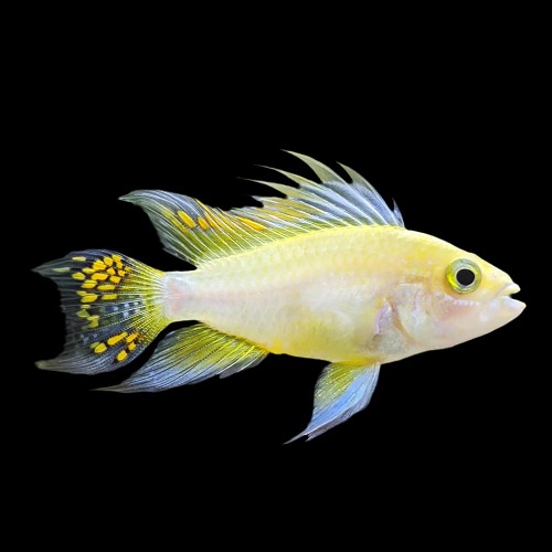 Apistogramma cacatuoides lemon - Cockatoo dwarf cichlid lemon