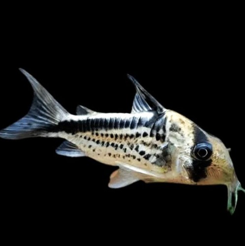 Corydoras loxozonus   Pantsermeerval