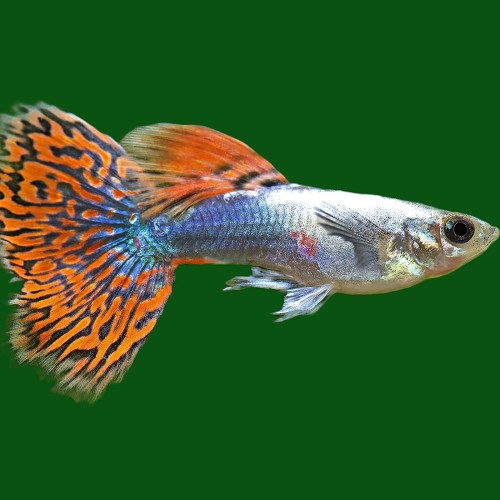 Poecilia reticulatus, Lebistes reticulatus - Guppy dumbo ear red dragon