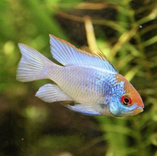 Microgeophagus ramirezi electric blue - Electric blue ram cichlid XL