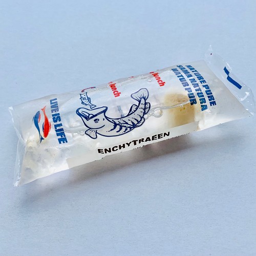 Enchytraea (Enchytraeus cf. albidus) 45 ml