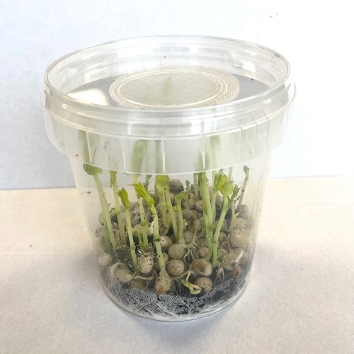 Erwtenluis in doosje