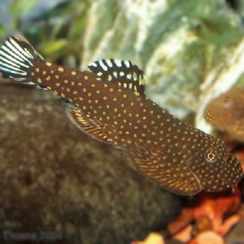 Gastromyzon ctenocephalus 4 cm.