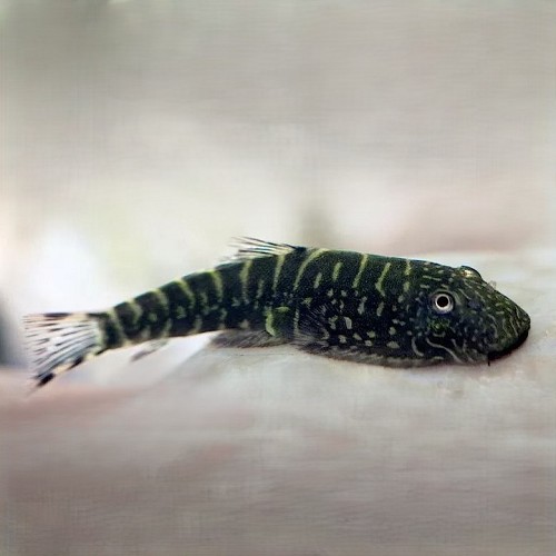 Gastromyzon ocellatus M