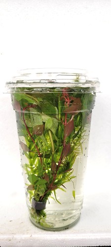 Elodea densa in a cup