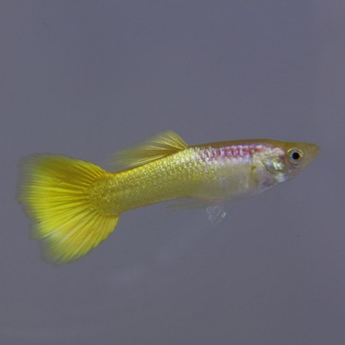 Poecilia reticulatus, Lebistes reticulatus - Guppy Golden Yellow
