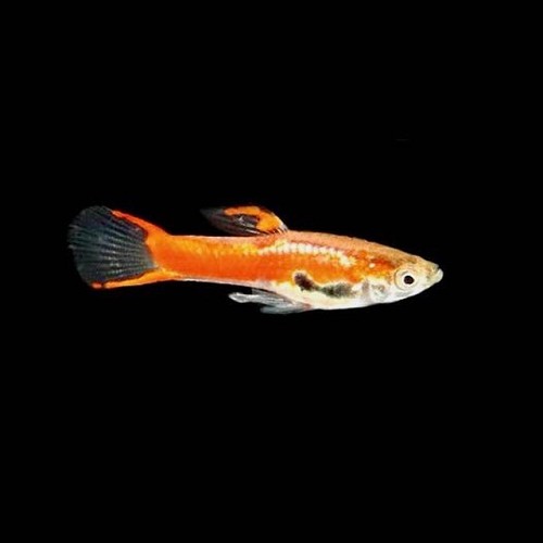 Poecilia reticulatus, Lebistes reticulatus - Guppy endler chilli red L
