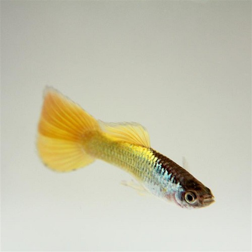 Poecilia reticulatus, Lebistes reticulatus - Guppy german yellow M
