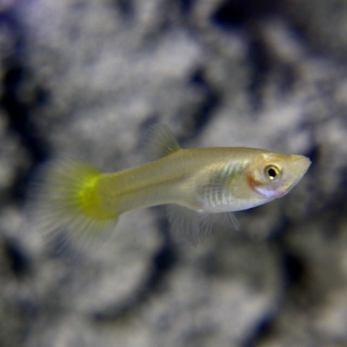 Poecilia reticulatus, Lebistes reticulatus - Guppy female gold blound