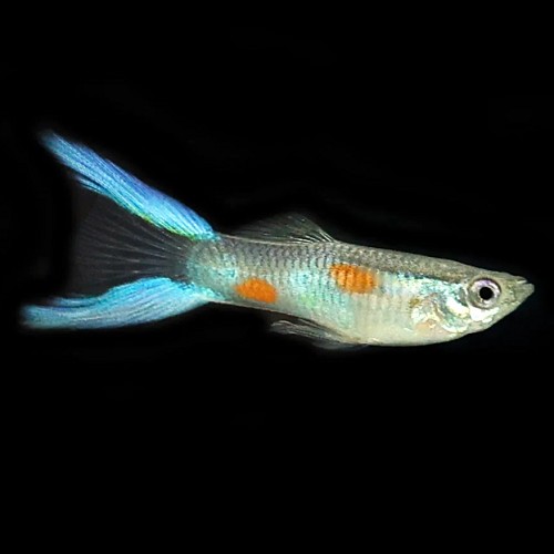 Poecilia ret.   Guppy blauw  lierstaart