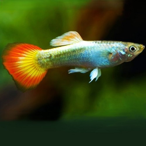 Poecilia reticulatus, Lebistes reticulatus - Guppy blue neon flame