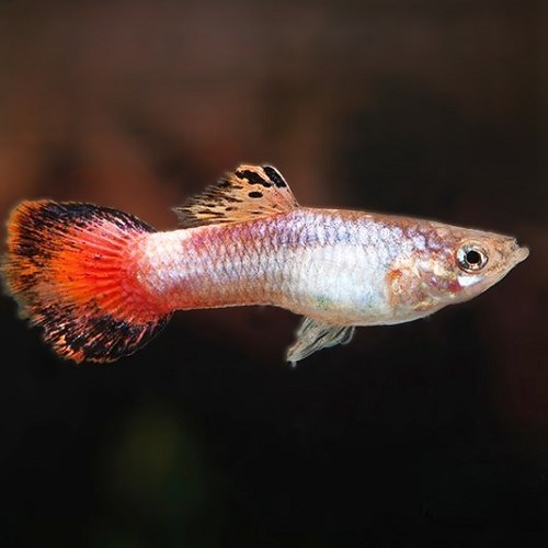 Poecilia reticulatus, Lebistes reticulatus - Guppy coral tail