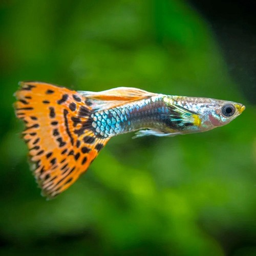 Poecilia reticulatus, Lebistes reticulatus - Guppy rainbow
