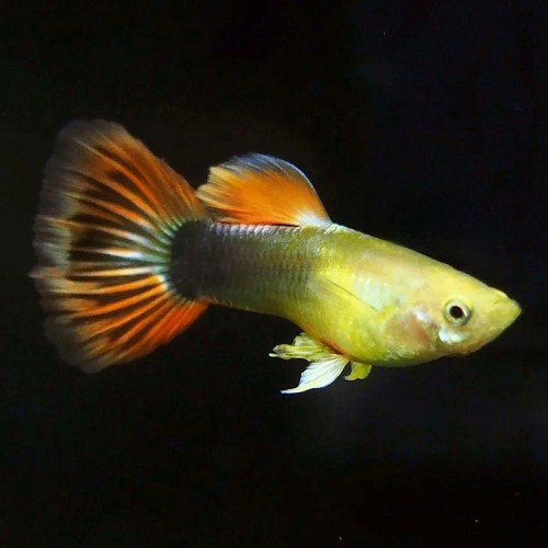 Poecilia reticulatus, Lebistes reticulatus - Guppy sunray