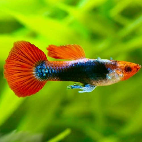 Guppy tuxedo red koi
