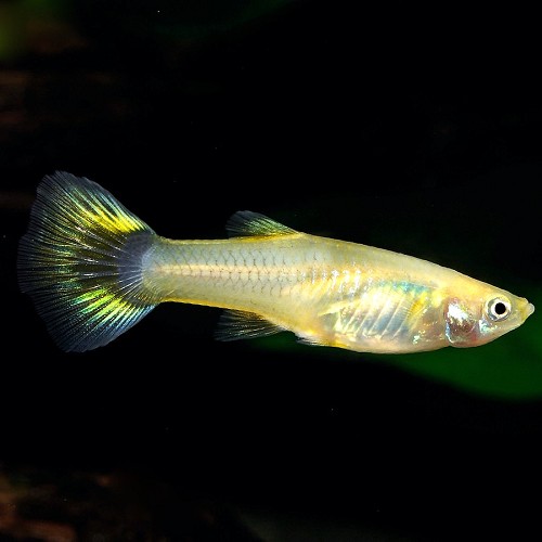Poecilia reticulatus, Lebistes reticulatus - Guppy female mix