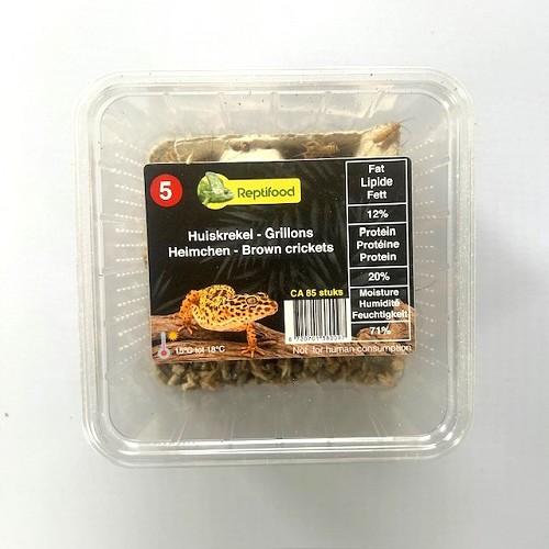 House cricket size 5 in box