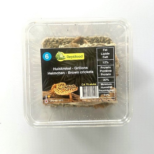 House cricket size 6 in box