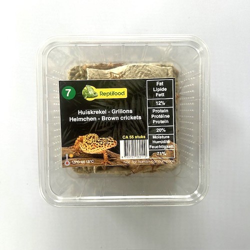 House cricket size 7 in box